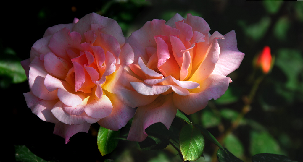 月季   花季