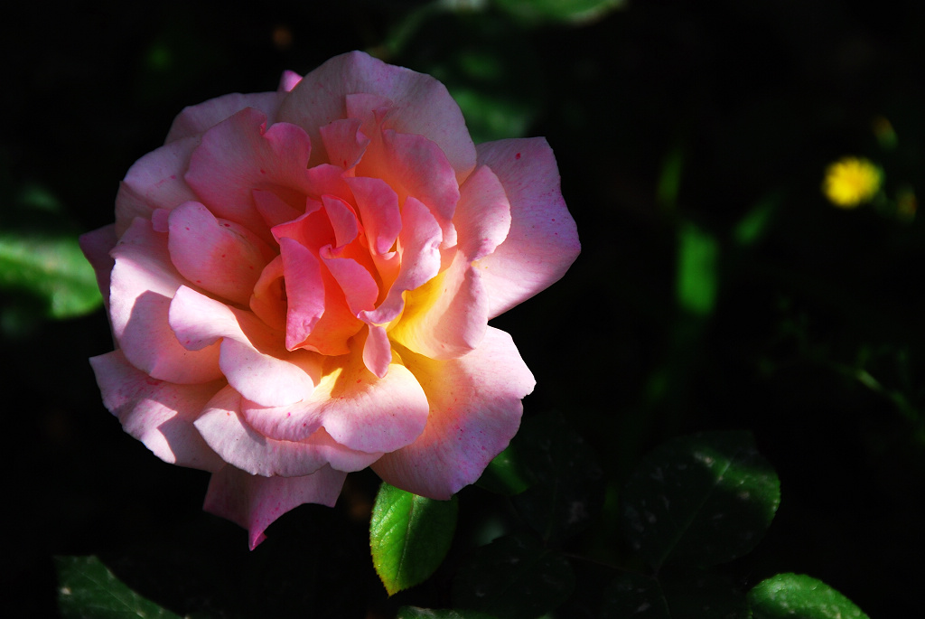月季   花季