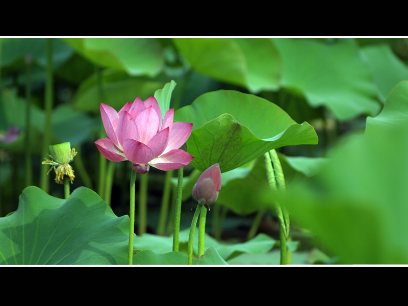 荷