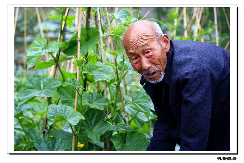 淀边菜农