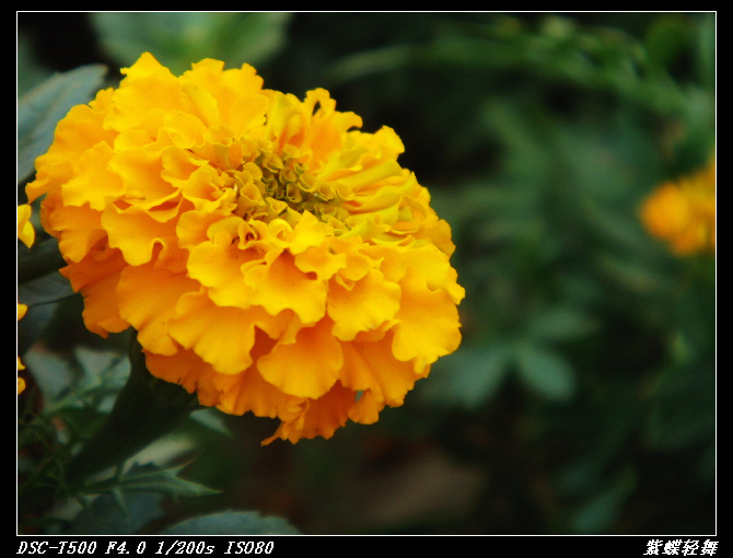 臭菊