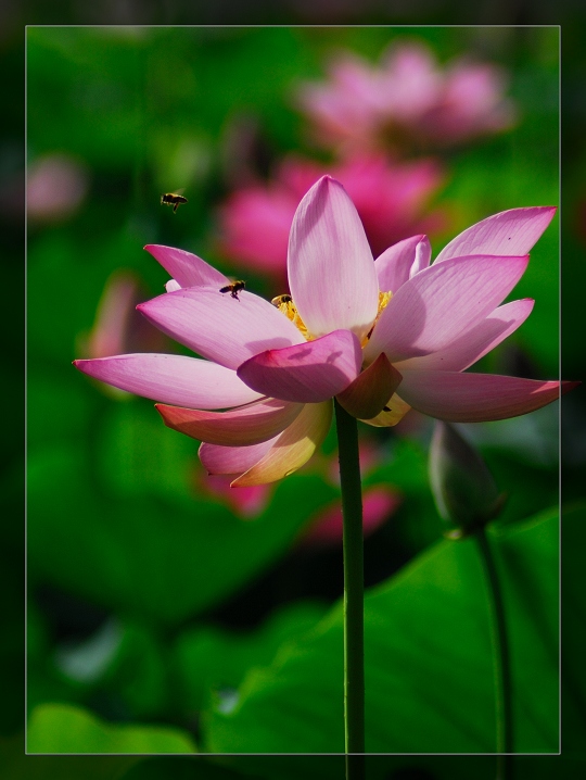 “青荷盖绿水,芙蓉披红鲜”——小拍濮上荷花