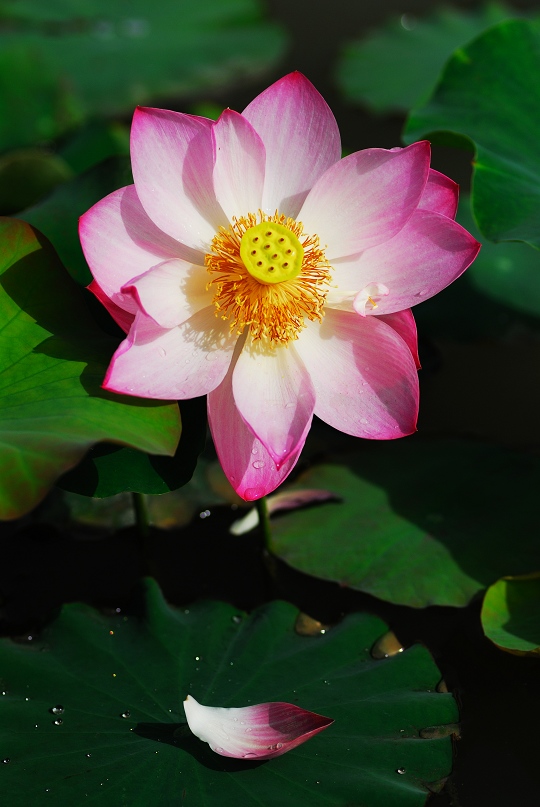 “青荷盖绿水,芙蓉披红鲜”——小拍濮上荷花