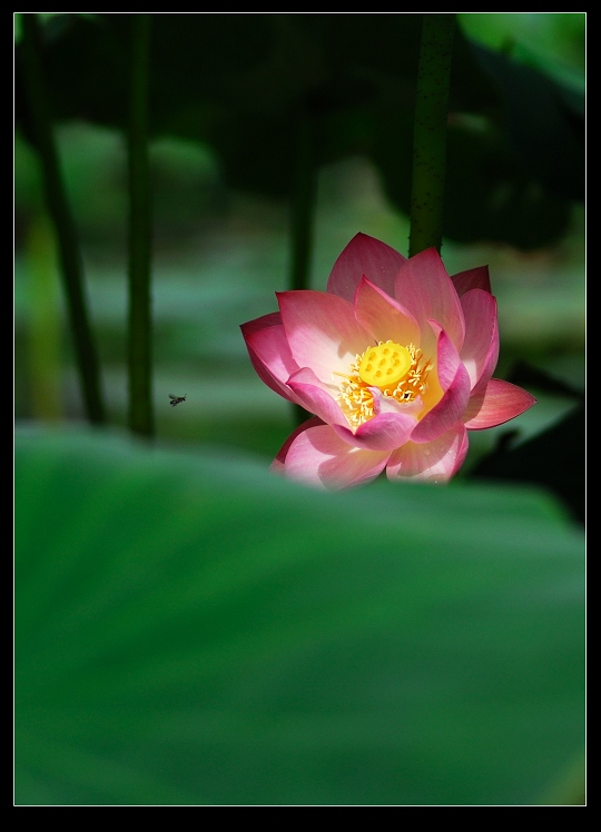 “青荷盖绿水,芙蓉披红鲜”——小拍濮上荷花
