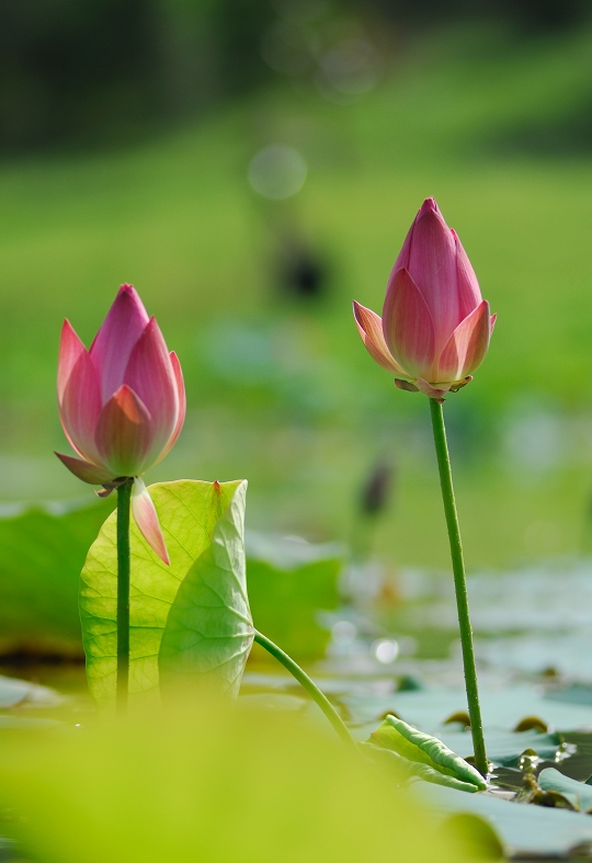 “青荷盖绿水,芙蓉披红鲜”——小拍濮上荷花
