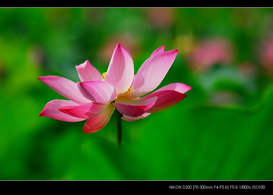 “青荷盖绿水,芙蓉披红鲜”——小拍濮上荷花