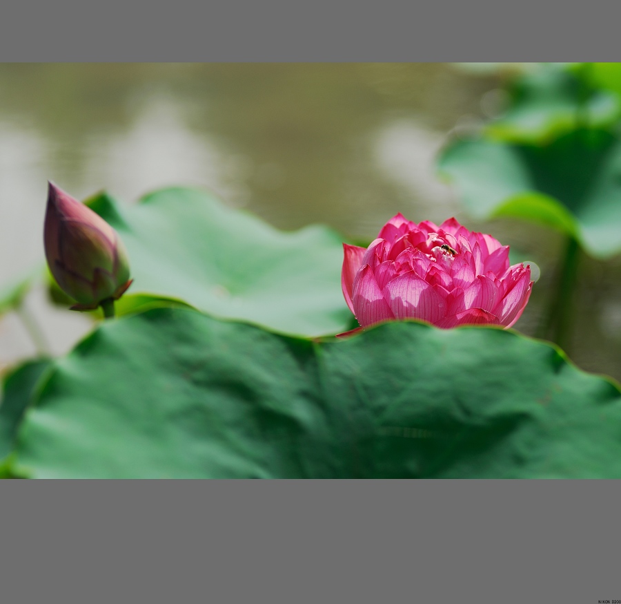 “青荷盖绿水,芙蓉披红鲜”——小拍濮上荷花