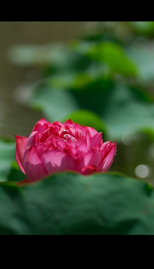 “青荷盖绿水,芙蓉披红鲜”——小拍濮上荷花