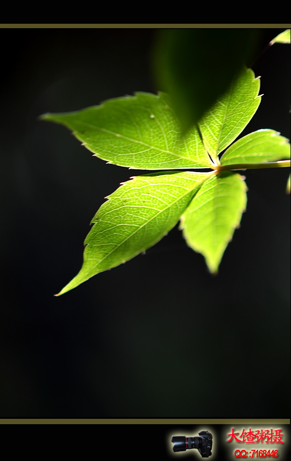[原创]近日濮上园的荷花