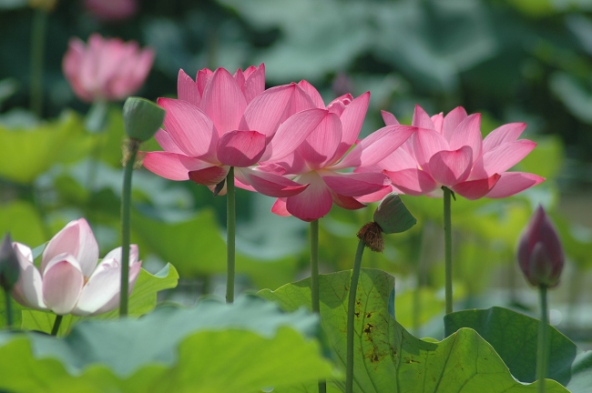 濮上园观荷