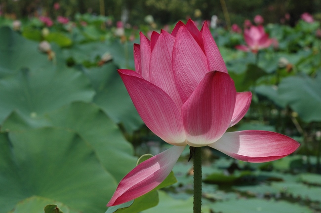 濮上园观荷