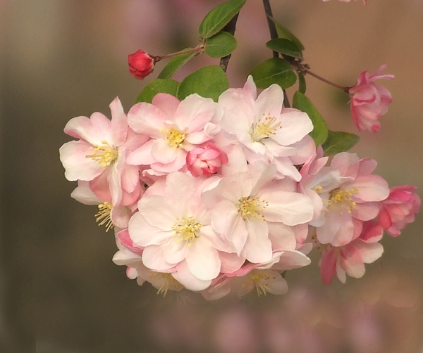 樱花烂漫时