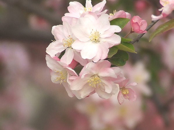 樱花烂漫时