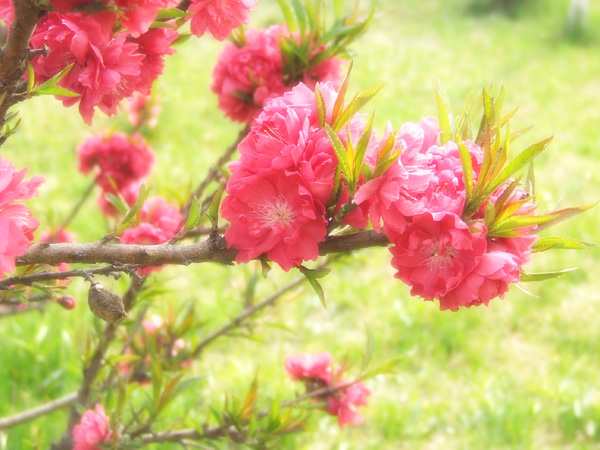 樱花烂漫时