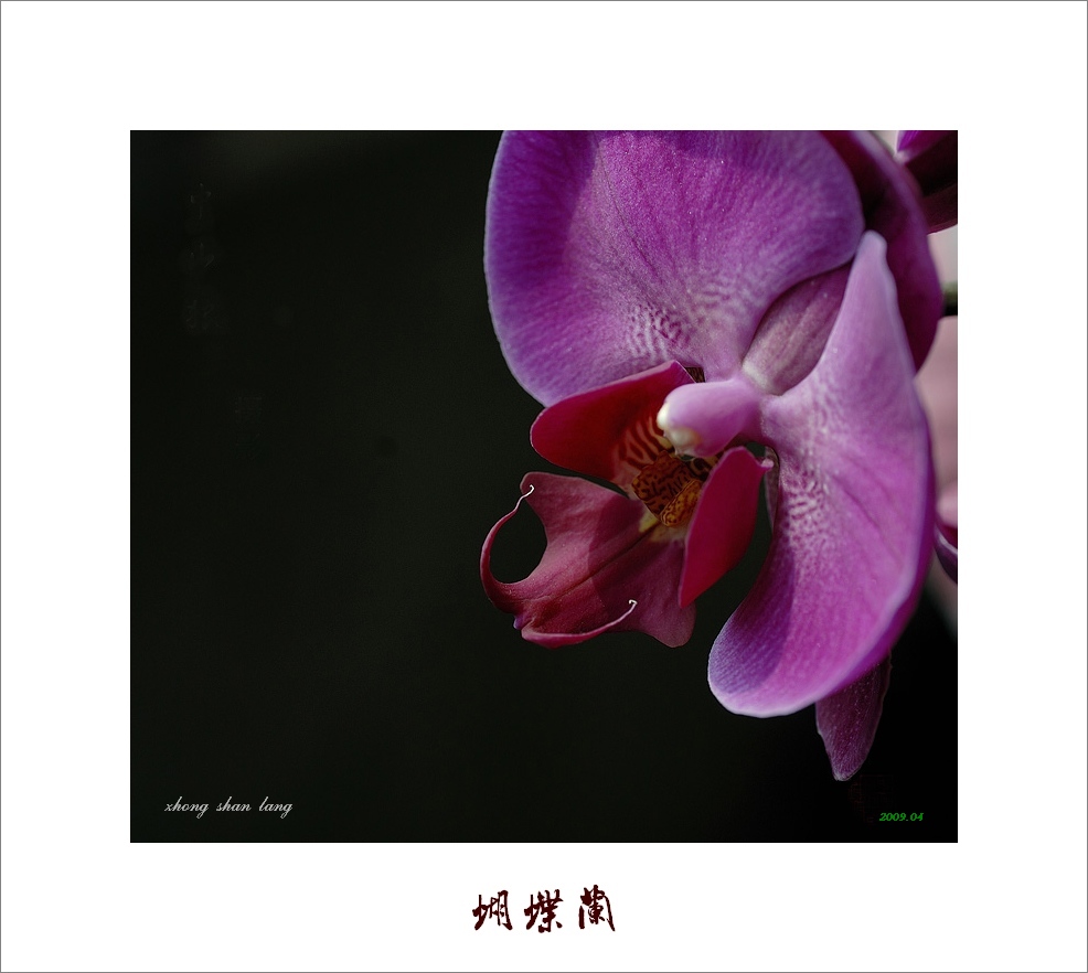 梅兰竹菊花卉帖