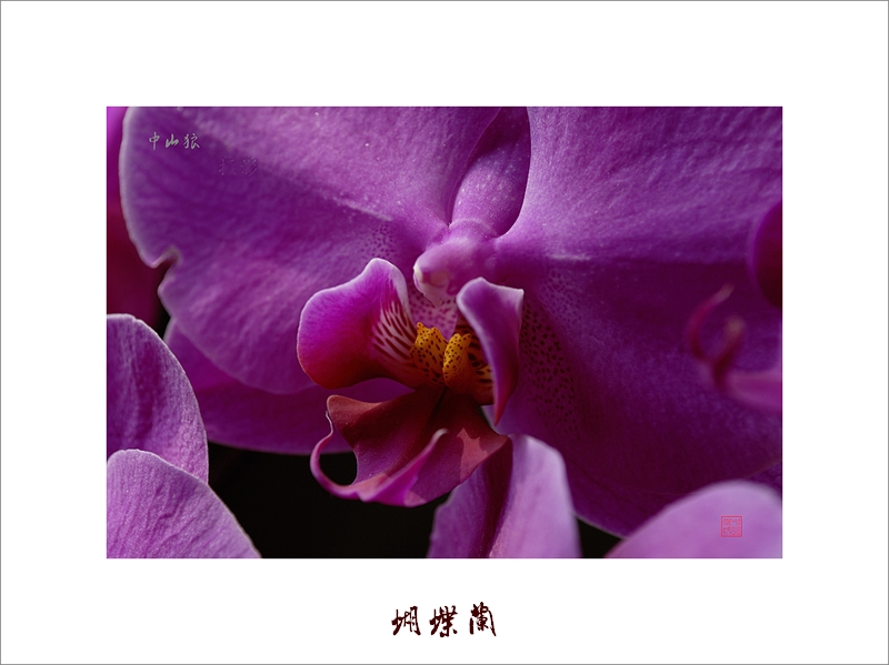 梅兰竹菊花卉帖