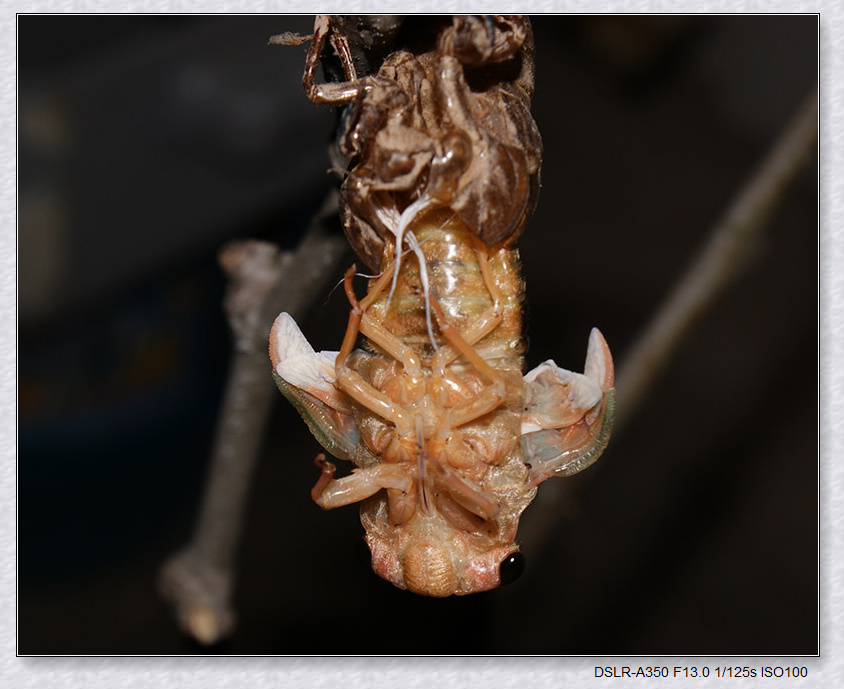 蝉蜕