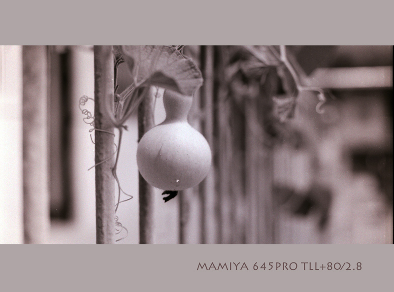 葫芦——MAMIYA645胶片首发