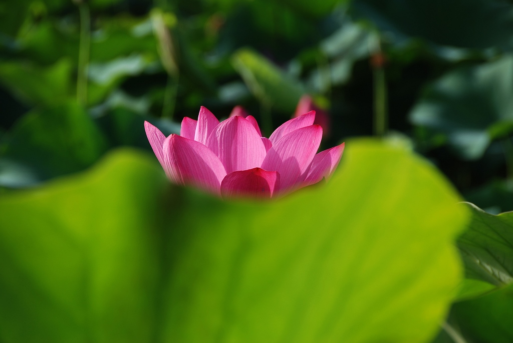 忆荷