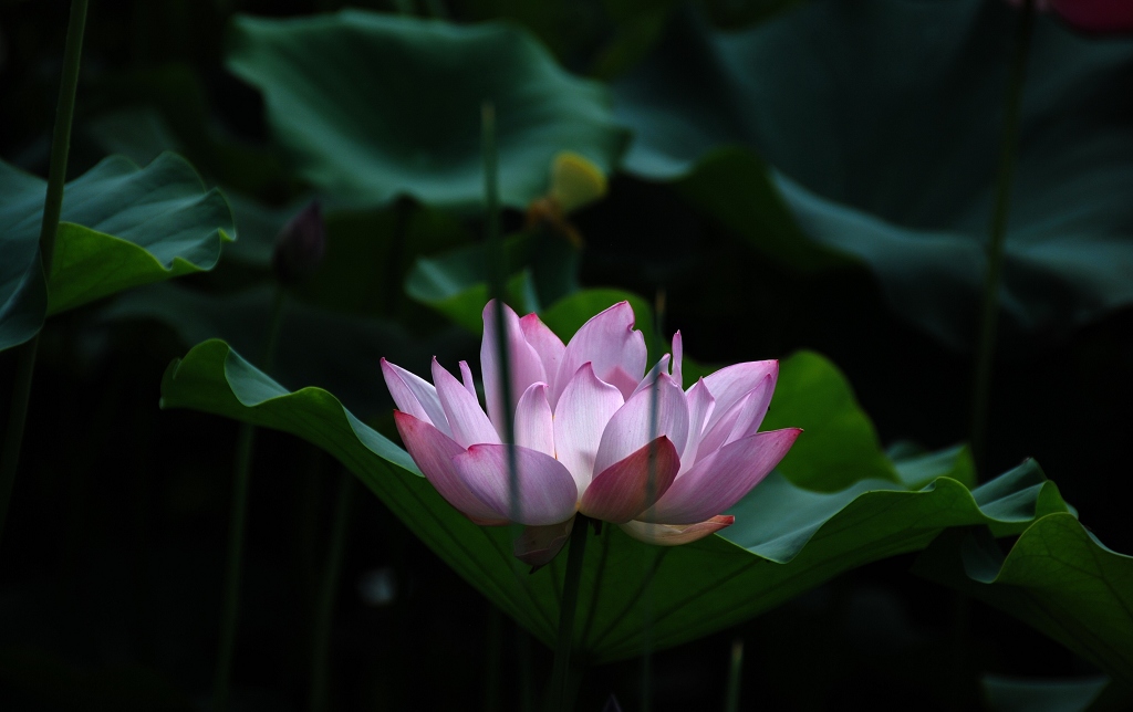 忆荷