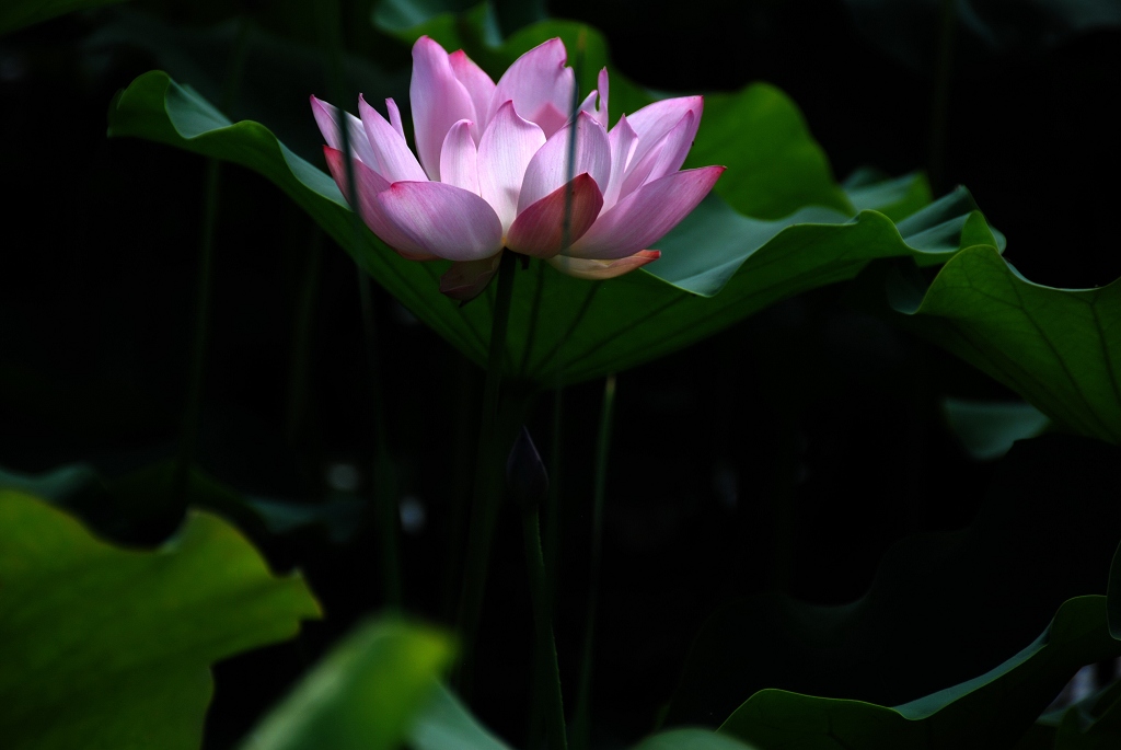 忆荷