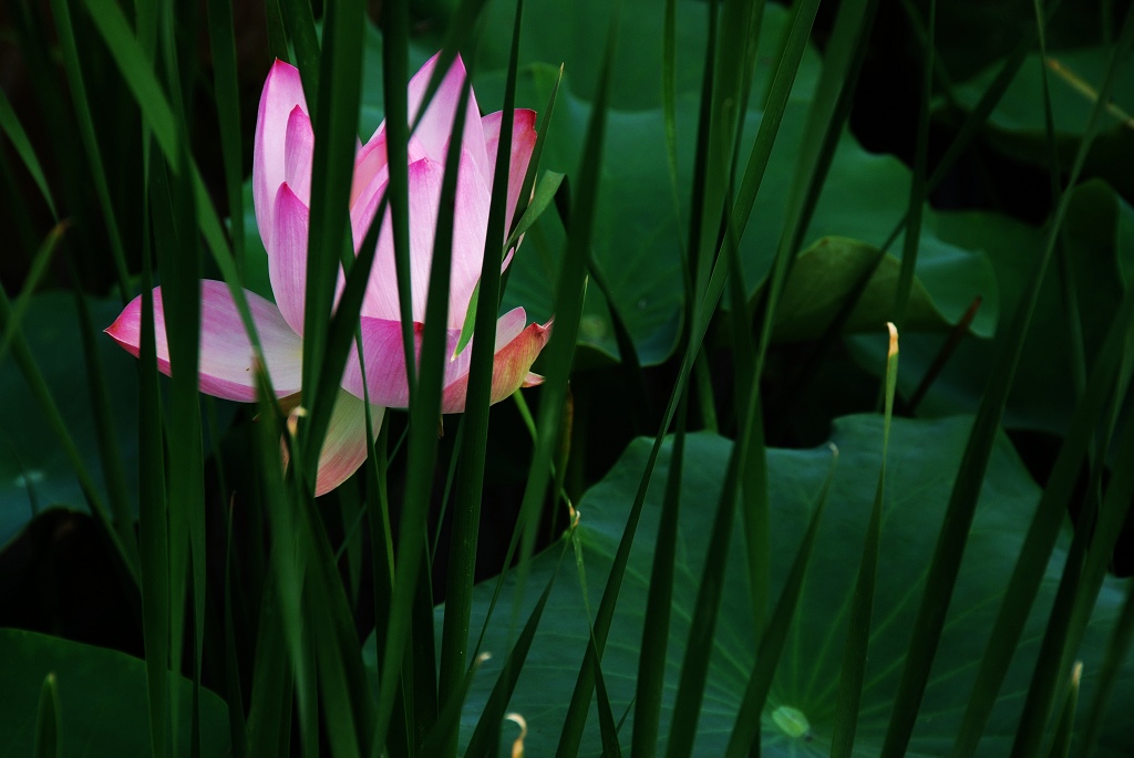 忆荷