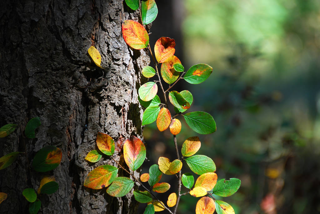 “石油人杯”—“石油之韵”暨庆建国六十年摄影比赛专帖