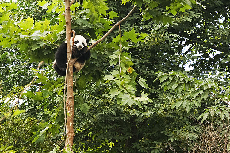 成都周边--乐山峨眉山