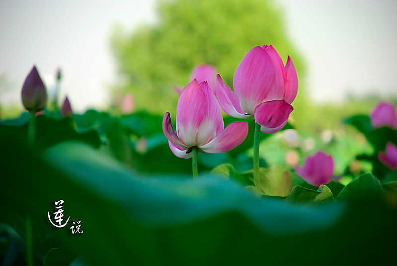 也拍莲花