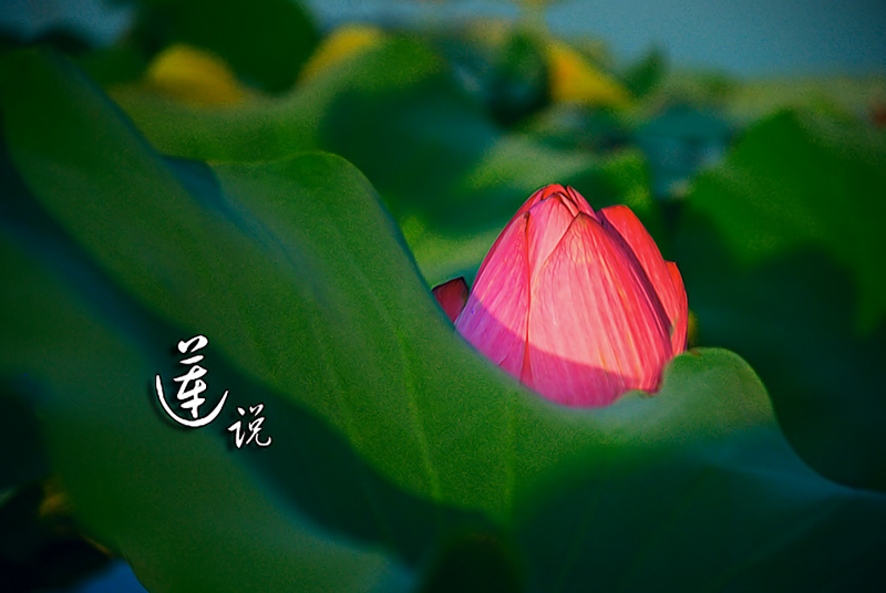 也拍莲花