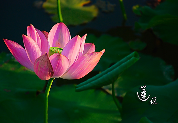 也拍莲花