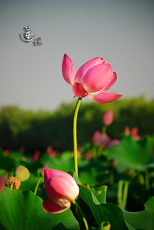 也拍莲花