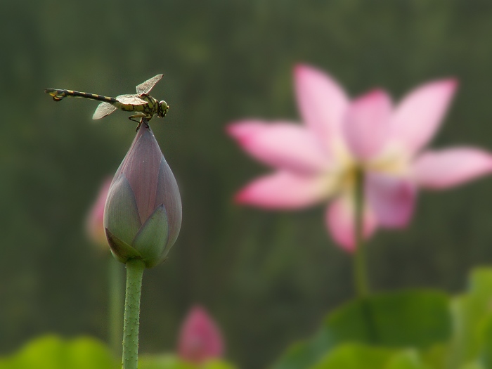 蜓荷争艳