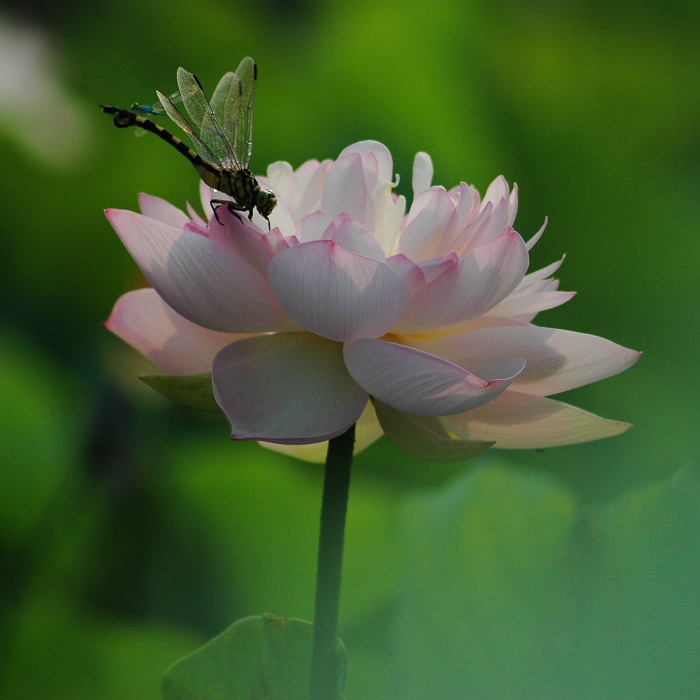 蜓荷争艳
