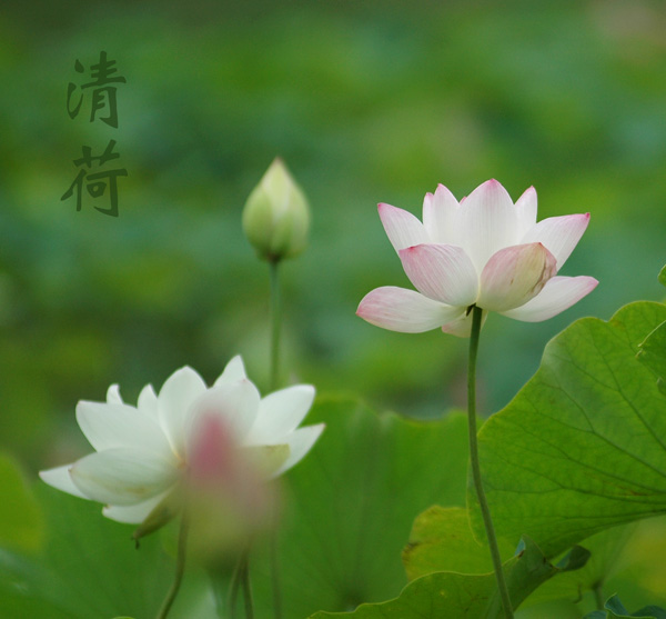 清荷