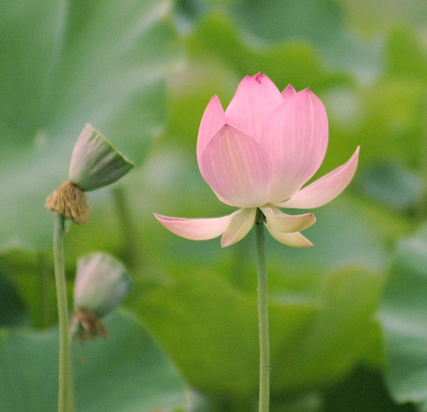 清荷