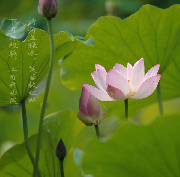 清荷