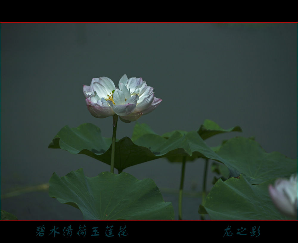 [原创]  荷韵不语自风情