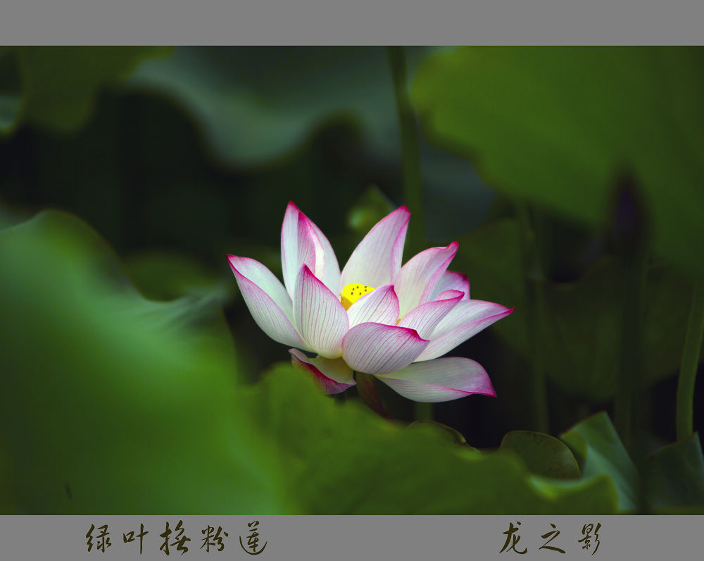 [原创]  荷韵不语自风情