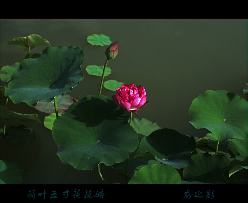 [原创]  荷韵不语自风情
