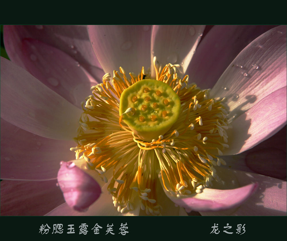 [原创]  荷韵不语自风情