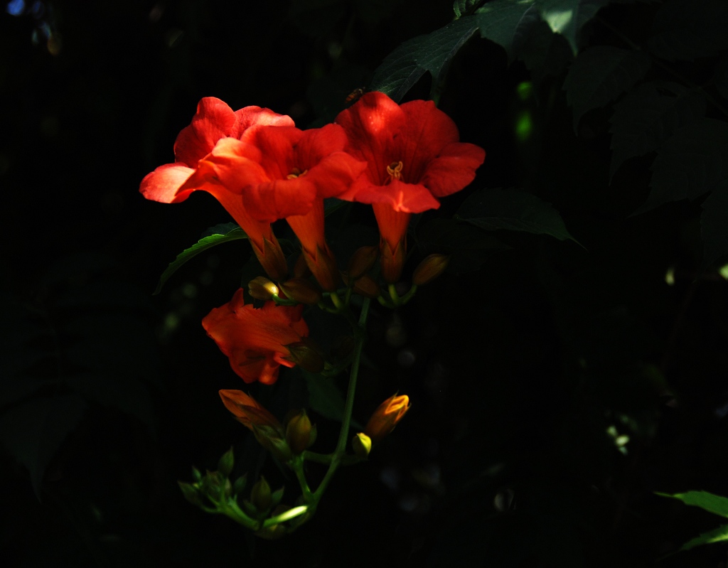 凌宵花