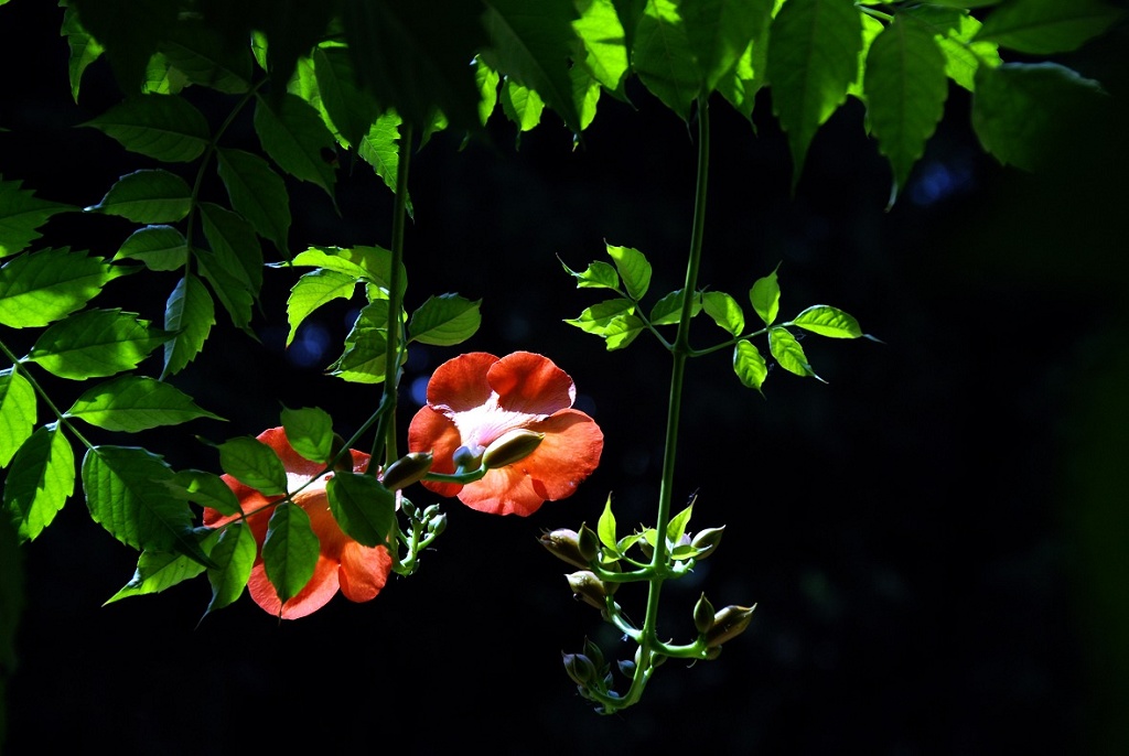 凌宵花