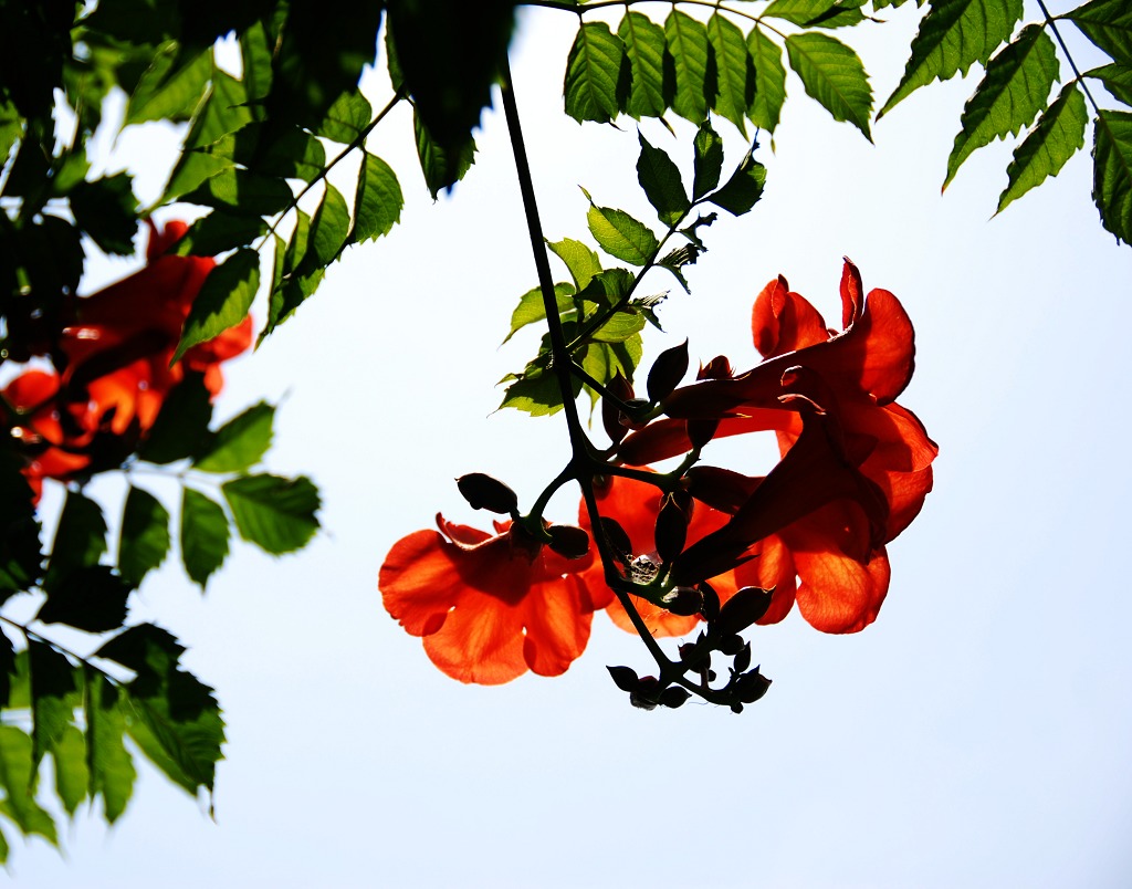 凌宵花