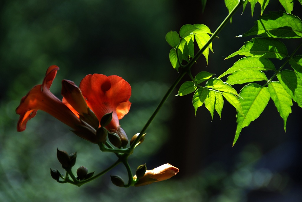 凌宵花