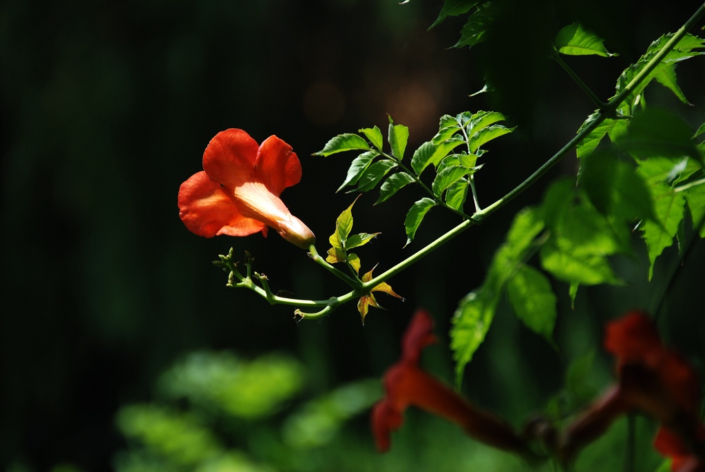 凌宵花