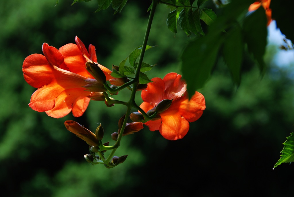 凌宵花
