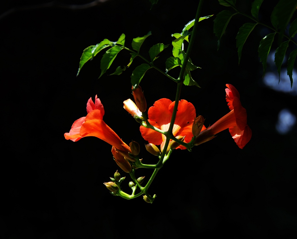 凌宵花