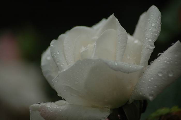 月季花