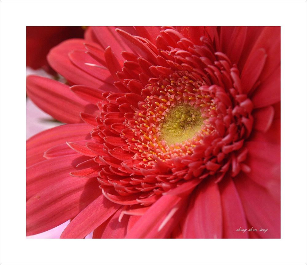 梅兰竹菊花卉帖